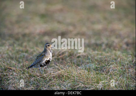 Europäische Goldregenpfeifer (Pluvaris Apricaria) - UK Stockfoto