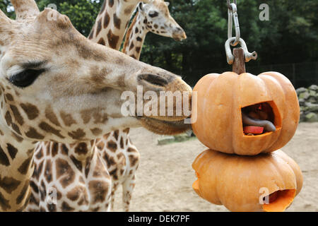 Rhenen, Niederlande. 19. September 2013. Herbst zu feiern, erhalten weiße Löwen und Giraffen im Zoo Ouwehand Kürbisse wie in der niederländischen Stadt Rhenen, 19. September 2013 zu behandeln. Die Giraffen erhielt Kürbisse mit Gemüse. Küche auf diese Weise ist eine auch Form der Bereicherung, um das natürliche Verhalten der Tiere zu fördern. Jetzt müssen sie für ihre Nahrung zu arbeiten. Bildnachweis: Dpa picture Alliance/Alamy Live News Stockfoto