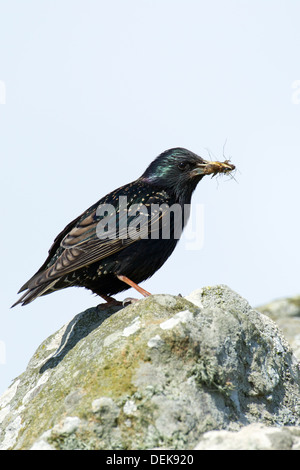 Gemeinsamen Starling (Sturnus Vulgaris) – UK Stockfoto