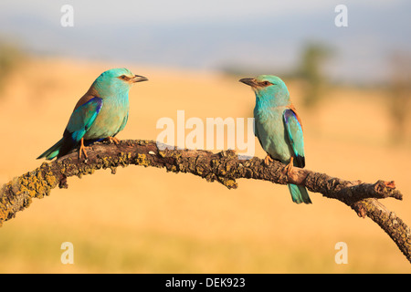 Blauracke (Coracias Garrulus) paar thront auf Zweig. Lleida. Katalonien. Spanien. Stockfoto