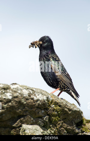 Gemeinsamen Starling (Sturnus Vulgaris) – UK Stockfoto