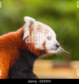 Ein Gefangener Roter Panda (Ailurus Fulgens) Stockfoto