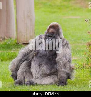 Einen männlichen Silberrücken Gefangenen Gorilla in Longleat Safari Park in Longleat, Warminster, Wiltshire, England, Großbritannien, Uk Stockfoto