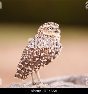 Eine Kanincheneule (Athene Cunicularia) in Longleat Safari Park in Longleat, Warminster, Wiltshire, England, Großbritannien, Uk Stockfoto