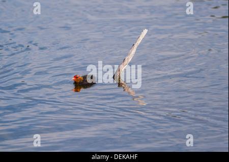 Ein Blässhuhn (Fulica Atra) Küken im Vereinigten Königreich Stockfoto