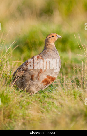 Eine englische Rebhuhn (Perdix Perdix) im Moor, Yorkshire Dales, England, Uk Stockfoto