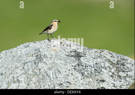 Nördlichen Steinschmätzer (Oenanthe Oenanthe) - weiblich, UK Stockfoto