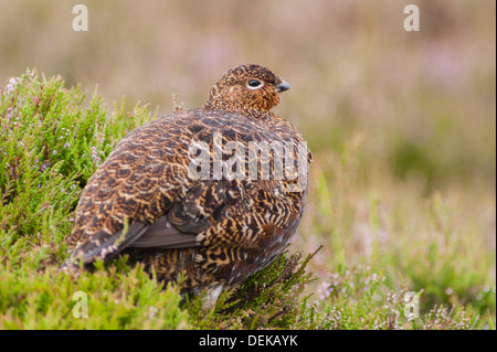 Ein Moorschneehuhn (Lagopus Lagopus Scoticus) im Moor, Yorkshire Dales, England, Uk Stockfoto