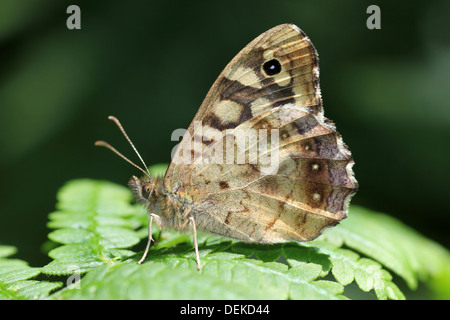 Gesprenkeltes Holz Pararge aegeria tircis Stockfoto