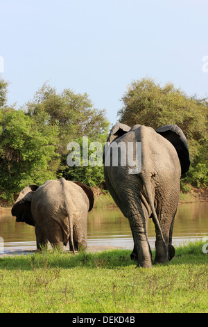 Ansicht von hinten von zwei Elefanten, die in Wasser Stockfoto