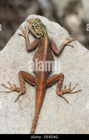 Rothaarige Rock Agama Weiblich - Agama agama Stockfoto