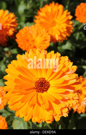 Eine Orange farbigen Garten Ringelblume Calendula Officinalis Sorte Stockfoto