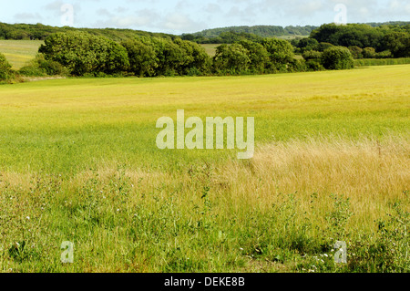 ECO Field Verges unterstützt Wildtiere und Wildblumen, Pound Lane, Newtown, Isle of Wight, England, UK, GB. Stockfoto