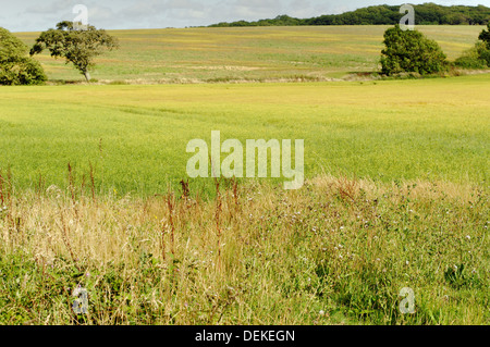 Öko Bereich Verges Unterstützung der Tier-und Pflanzenwelt und Wildblumen, Pound Lane, Newtown, Isle Of Wight, England Stockfoto