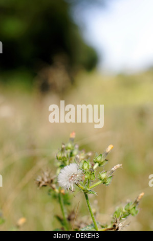 Öko Bereich Verges Unterstützung der Tier-und Pflanzenwelt und Wildblumen, Pound Lane, Newtown, Isle Of Wight, England Stockfoto