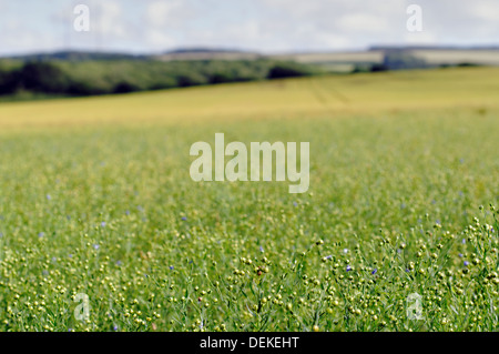 Feld, Pfund Lane, Newtown, Isle of Wight, England, UK, GB. Stockfoto