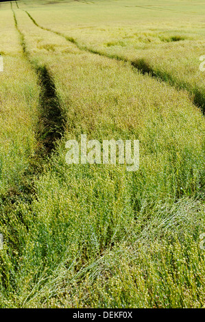 Feld, Pfund Lane, Newtown, Isle of Wight, England, UK, GB. Stockfoto