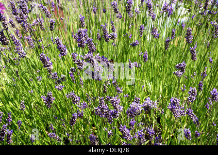 Ein Aufstand von Lavendel, gespickt mit Arbeitsbienen hungrig nach ihren Nektar. Stockfoto