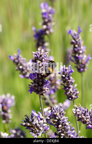 Eine kleine Biene hungrig für den Nektar der Lavendelpflanze Stockfoto