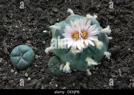 Peyote Kaktus mit zwei Blumen blühen auf einmal. Stockfoto