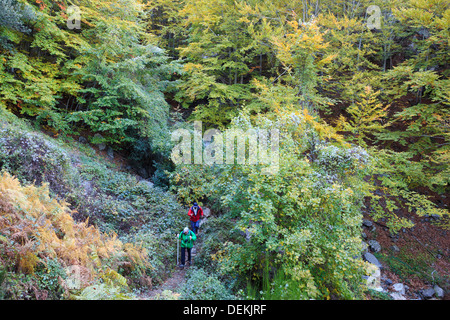 Zwei Wanderer auf einem Pfad durch europäische Buche Wald (Fagus Sylvatica). Naturpark MONTSENY. Katalonien. Spanien. Stockfoto