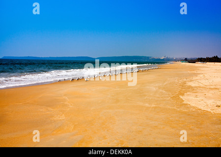 Vogelschwarm am Strand, Utorda Strand, Majorda, Süd-Goa, Goa, Indien Stockfoto