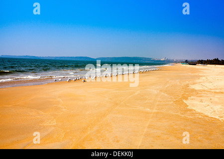 Vogelschwarm am Strand, Utorda Strand, Majorda, Süd-Goa, Goa, Indien Stockfoto