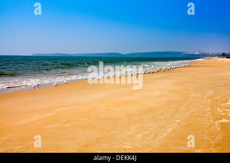 Vogelschwarm am Strand, Utorda Strand, Majorda, Süd-Goa, Goa, Indien Stockfoto