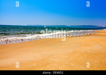 Vogelschwarm am Strand, Utorda Strand, Majorda, Süd-Goa, Goa, Indien Stockfoto