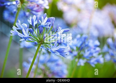 Makrofoto des leuchtend blauen Agapanthus Blüten im Garten Stockfoto