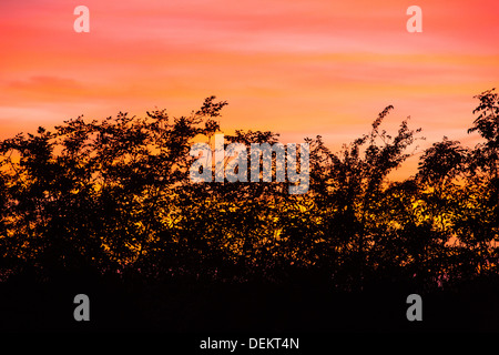 Sonnenuntergang über eine Hecke auf Dartmoor, Devon, UK. Stockfoto