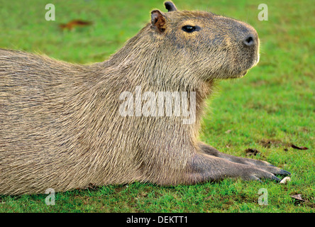 Brasilien, Pantanal: Nahaufnahme von einem Wasserschwein (Hydrochoerus Hydrochaeris) Stockfoto