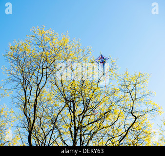 Kite in Baum gegen blauen Himmel stecken Stockfoto