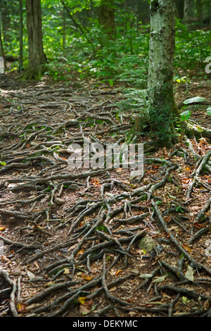 Woodstock, New York - Baumwurzeln auf einem Wanderweg in den Catskill Mountains. Stockfoto