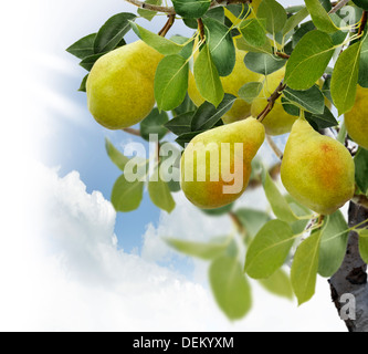 Birnbaum mit Früchten, Nahaufnahme Stockfoto