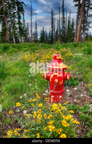 Red Fire Hydrant im Wald Stockfoto
