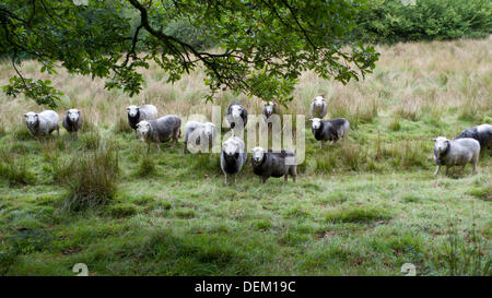 Llandovery, Wales UK Freitag, 20. September 2013. Herdwick Schafe weiden seinesgleichen an der Kamera an einem trockenen herbstlichen Nachmittag im Westen von Wales zu stoppen.  Llandovery hält es jährliche Schafe Festival 28. und 29. September. Kathy DeWitt/Alamy Live-Nachrichten Stockfoto