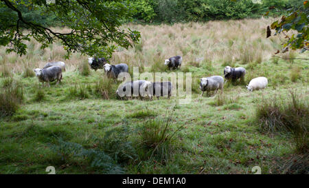 Llandovery, Wales UK Freitag, 20. September 2013. Herdwick Schafe weiden an einem herbstlichen Nachmittag im Westen von Wales.  Llandovery hält es jährliche Schafe Festival 28. und 29. September. Kathy DeWitt/Alamy Live-Nachrichten Stockfoto