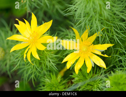 Adonis Vernalis - Feder Fasane Auge Stockfoto