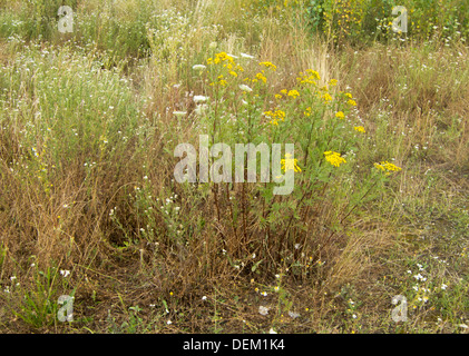 blühende gemeinsame Rainfarn (Tanacetum Vulgare) Stockfoto