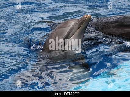 Flasche-Nase Delphin auftauchen im Oceanogràfic Aquarium Marine Park & Zoo in Valencia, Spanien Stockfoto