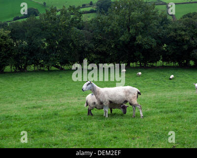 Llandovery, Wales UK Freitag, 20. September 2013. Blau konfrontiert Leicester Ram und Beulah gesprenkelten Gesicht Ewe an einem trockenen herbstlichen Nachmittag im Westen von Wales in tupping Saison.  Llandovery hält es jährliche Schafe Festival 28. und 29. September. Kathy DeWitt/Alamy Live-Nachrichten Stockfoto