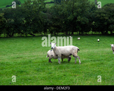 Llandovery, Wales UK Freitag, 20. September 2013. Blau konfrontiert Leicester Ram und Beulah gesprenkelten Gesicht Ewe an einem trockenen herbstlichen Nachmittag im Westen von Wales in tupping Saison.  Llandovery hält es jährliche Schafe Festival 28. und 29. September. Kathy DeWitt/Alamy Live-Nachrichten Stockfoto