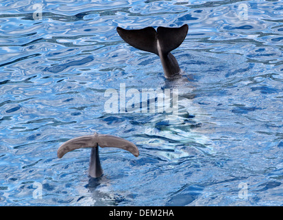 Reihe von 22 Bilder von großen Tümmlern in der Oceanogràfic Aquarium Marine Park in Valencia, Spanien Stockfoto