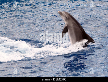 Reihe von 22 Bilder von großen Tümmlern in der Oceanogràfic Aquarium Marine Park in Valencia, Spanien Stockfoto