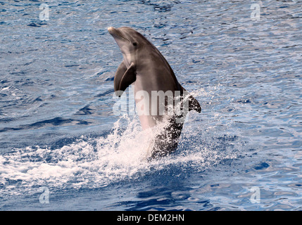 Reihe von 22 Bilder von großen Tümmlern in der Oceanogràfic Aquarium Marine Park in Valencia, Spanien Stockfoto