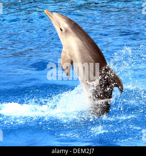 Flasche-Nase Delphin aus dem Wasser, erklingt in der Oceanogràfic Aquarium Marine Park & Zoo in Valencia, Spanien Stockfoto