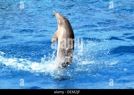 Reihe von 22 Bilder von großen Tümmlern in der Oceanogràfic Aquarium Marine Park in Valencia, Spanien Stockfoto