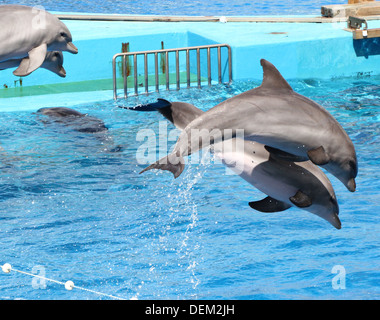 Flasche-Nase Delphine springen aus dem Wasser im Oceanogràfic Aquarium Marine Park & Zoo in Valencia, Spanien Stockfoto