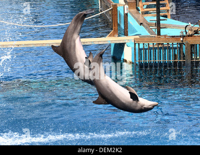 Flasche-Nase Delfine machen Sprünge und Saltos im Oceanogràfic Aquarium Marine Park & Zoo in Valencia, Spanien Stockfoto